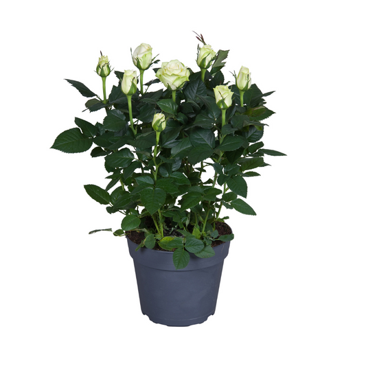 Rosa wit Topfrose Ø17cm – pflegeleicht & elegant
