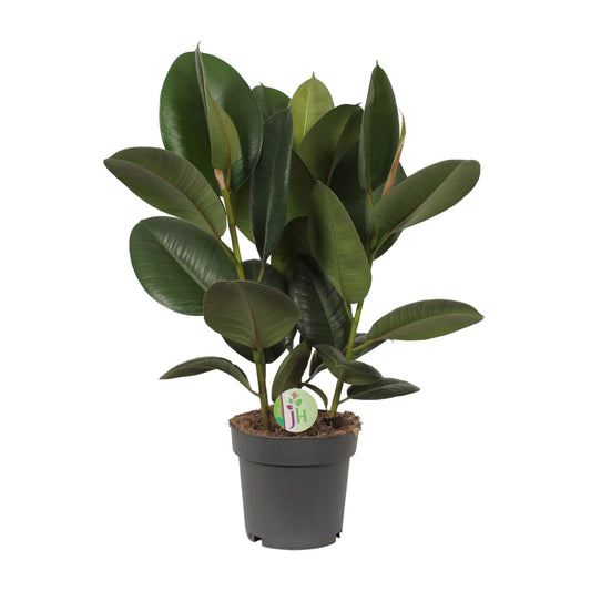 Ficus Robusta Ø19cm – Robuste & pflegeleichte Zimmerpflanze