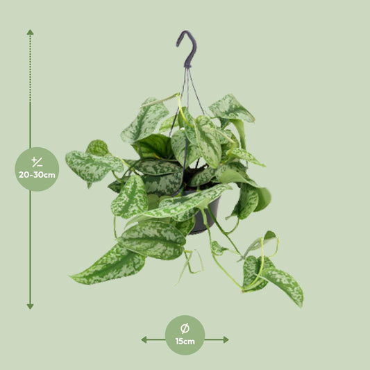 Scindapsus Pictus Trebie – pflegeleichte Zimmerpflanze Ø15cm