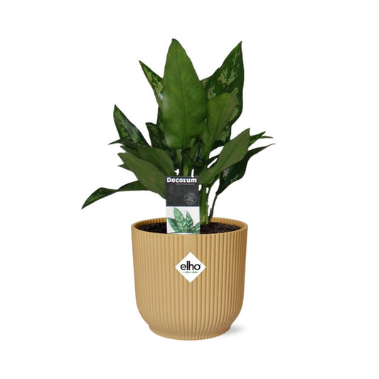 Aglaonema Maria im ELHO Vibes Fold 14cm Gelb