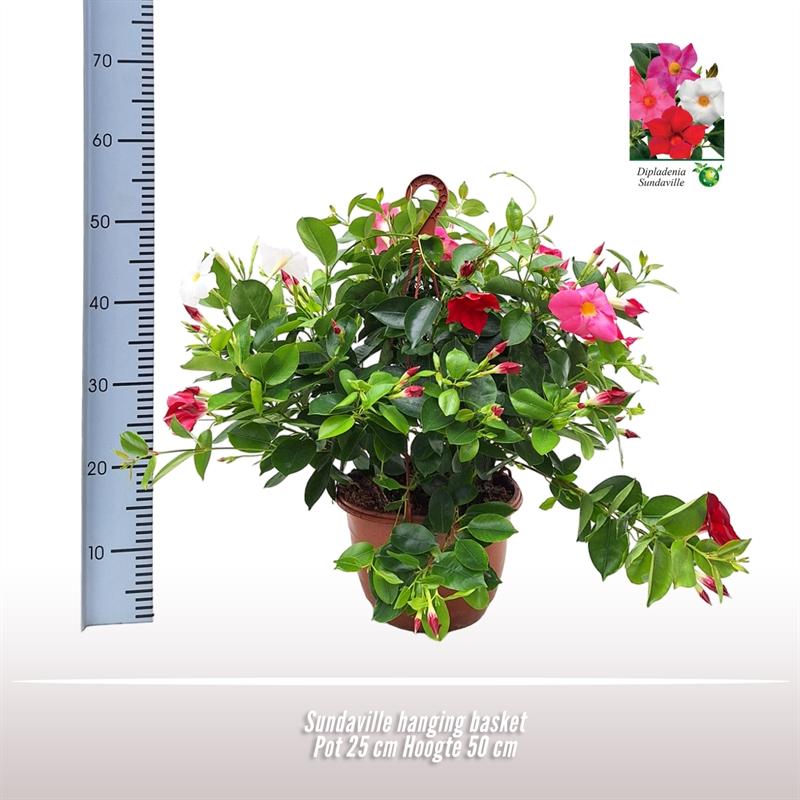 Sundaville Hängekorb Tricolor Ø25cm – Mandevilla Zimmerpflanze