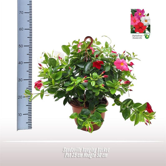 Sundaville Hängekorb Tricolor Ø25cm – Mandevilla Zimmerpflanze