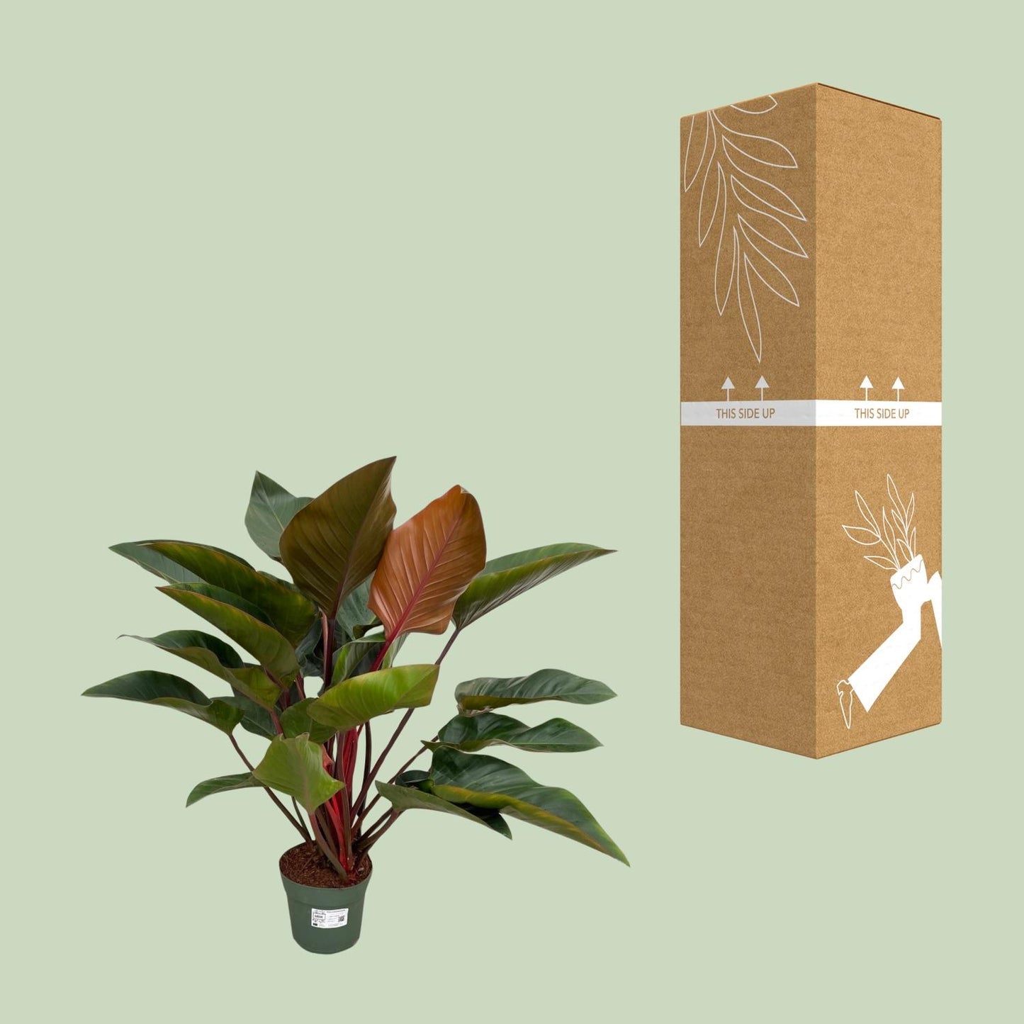 Philodendron Red Beauty – Pflegeleichte XXL-Zimmerpflanze Ø27cm