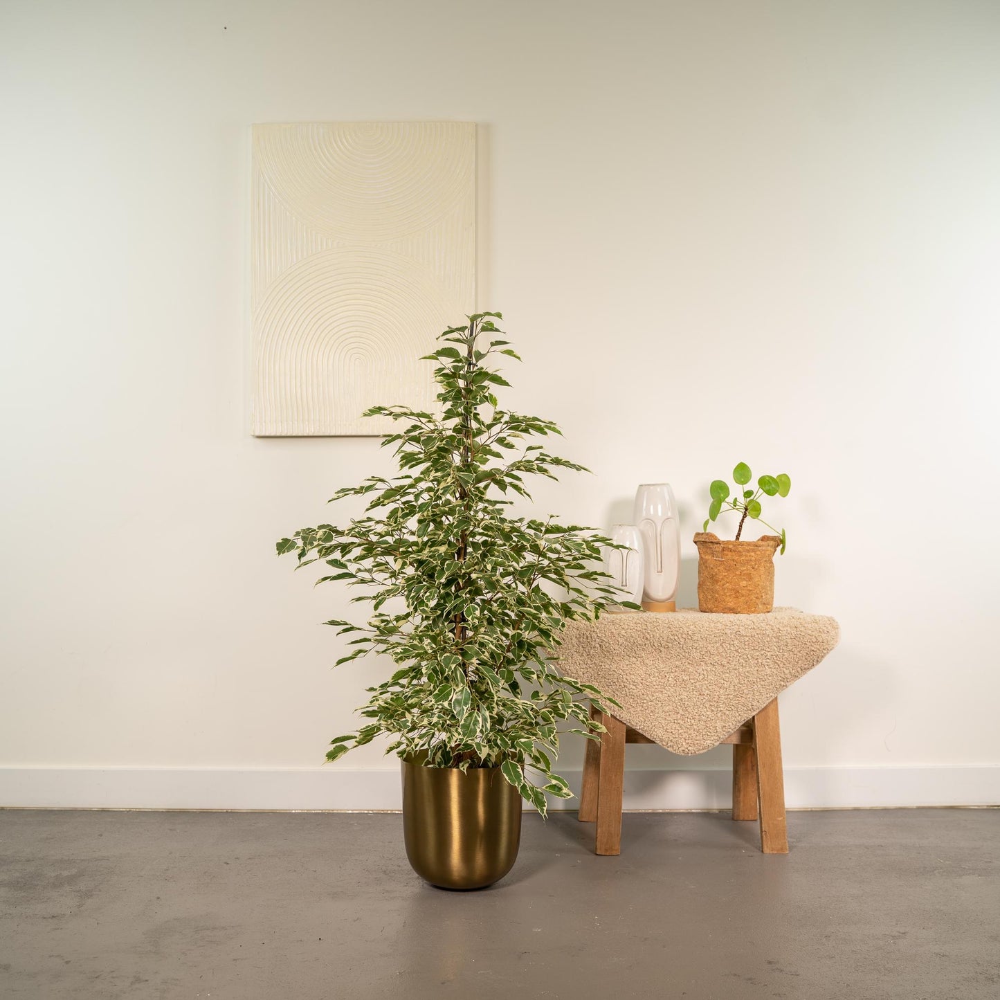 Ficus benjamina Twilight – Stilvolle & pflegeleichte Zimmerpflanze Ø21cm