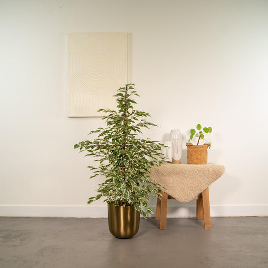 Ficus benjamina Twilight – Stilvolle & pflegeleichte Zimmerpflanze Ø21cm