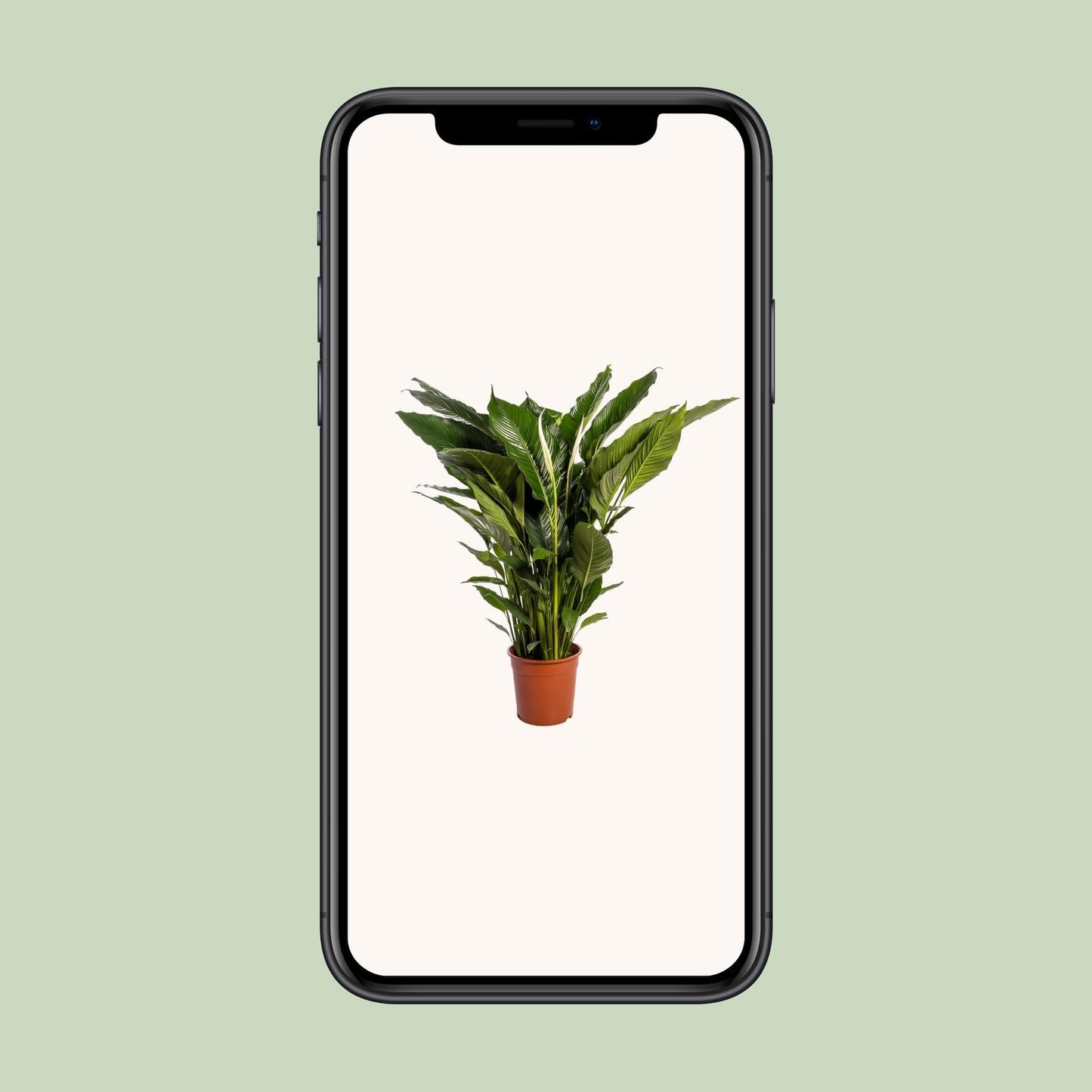 Spathiphyllum Sweet Sebastiano – Elegante Friedenslilie Ø24cm