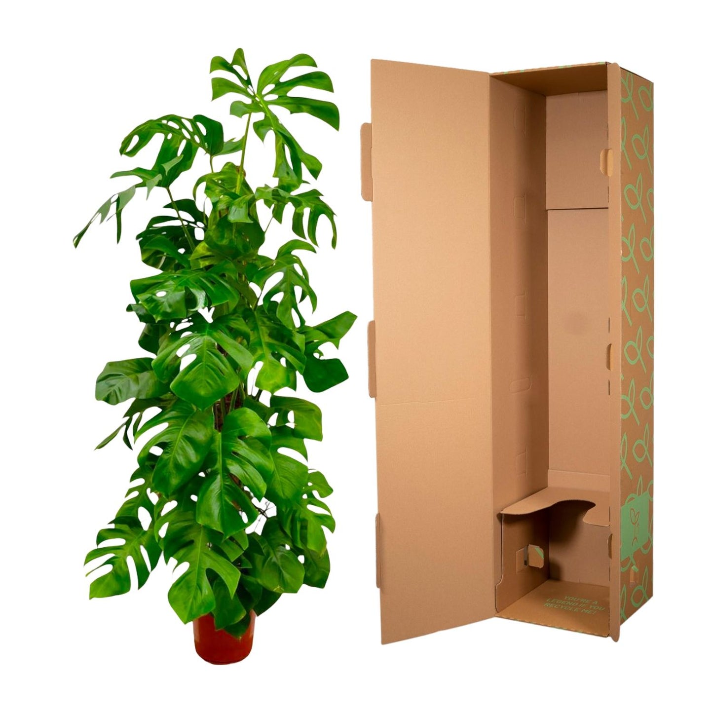 Monstera Deliciosa XXL – Pflegeleichte XXL-Grünpflanze