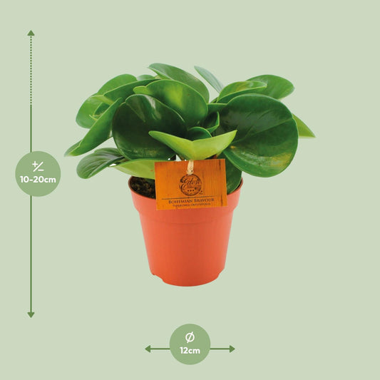 Peperomia Obtusifolia – Pflegeleichte Zimmerpflanze Ø12cm