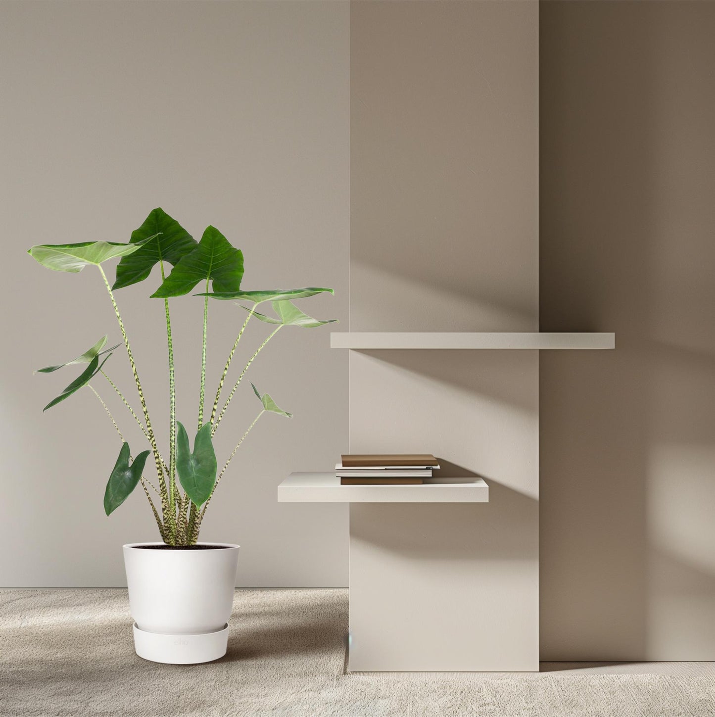 Alocasia Zebrina – Stilvolle XXL Zimmerpflanze 130 cm