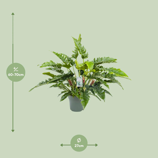Philodendron Rambo – Ø27cm Topf, 65cm Höhe, pflegeleicht