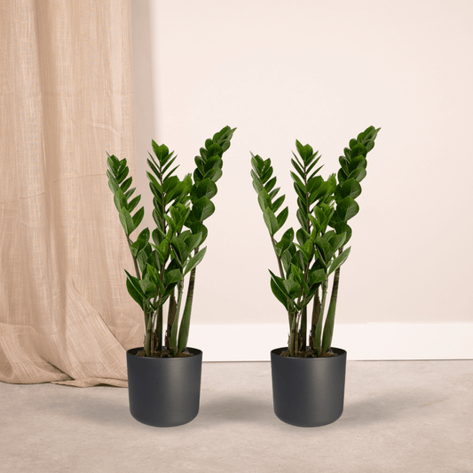 2x Zamioculcas Zamiifolia – Pflegeleichte Smaragdpalme 50 cm