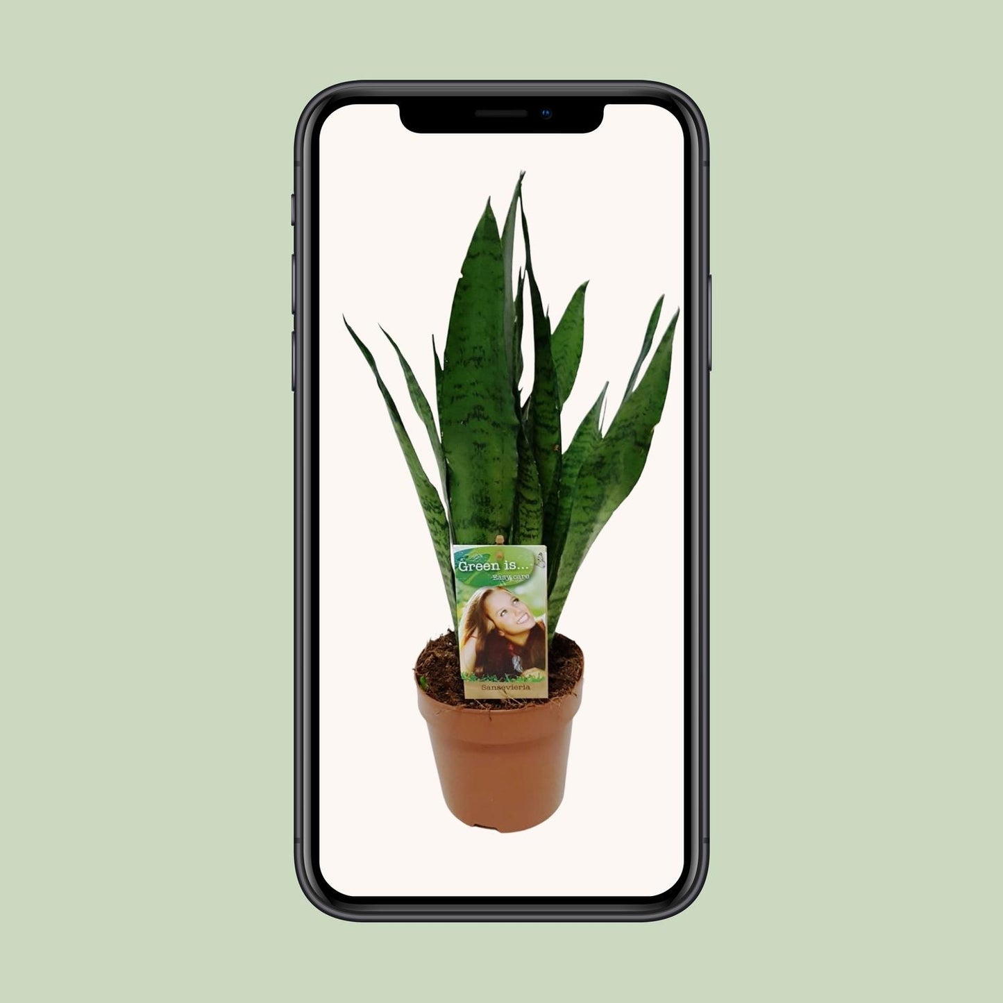 Sansevieria Zeylanica – Pflegeleichter Bogenhanf Ø17cm, 60cm hoch