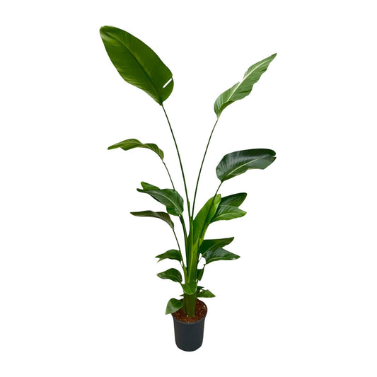 Strelitzia Nicolai – Weiße Paradiesvogelpalme, 170 cm
