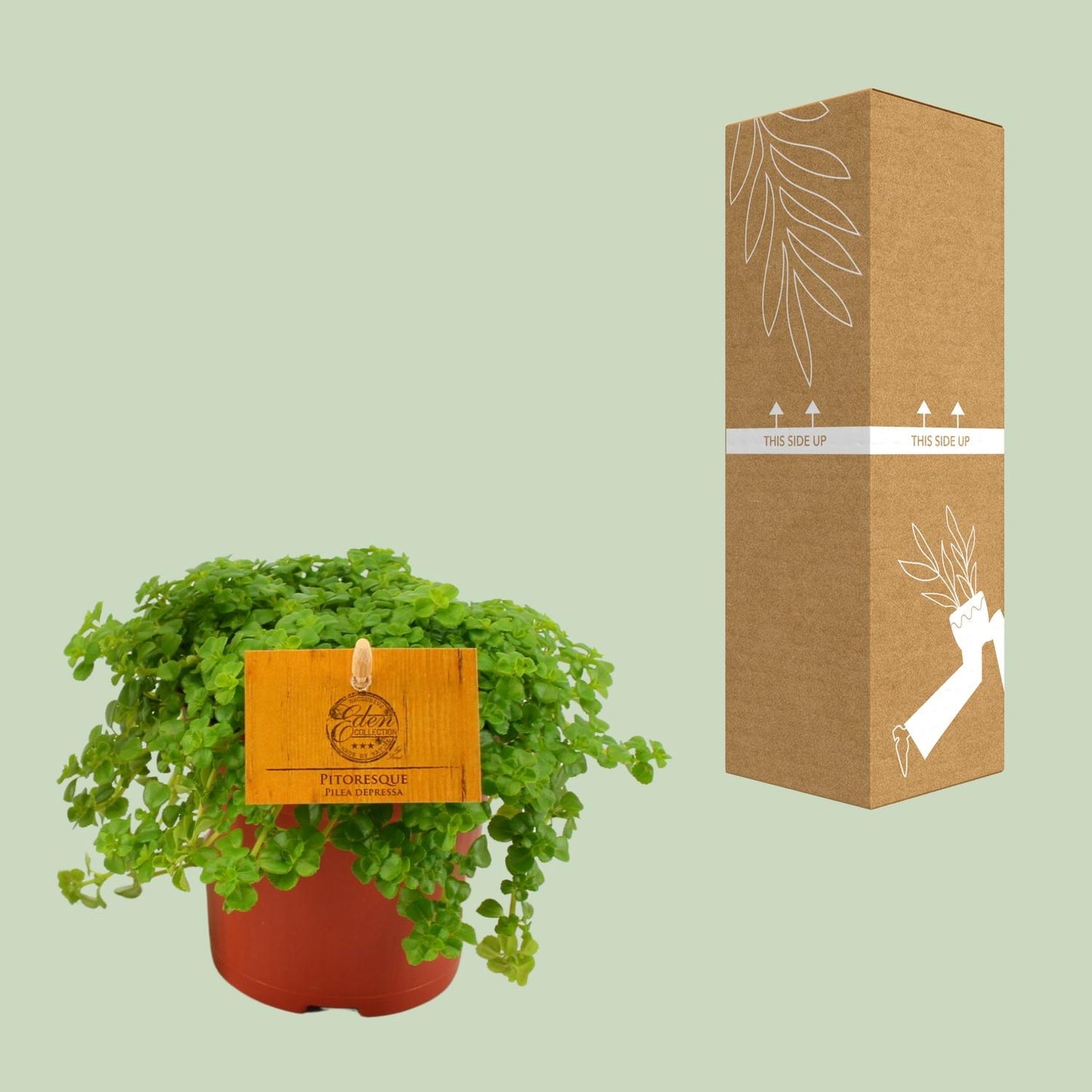 Pilea Depressa – Pflegeleichte Aluminium-Pflanze Ø12cm