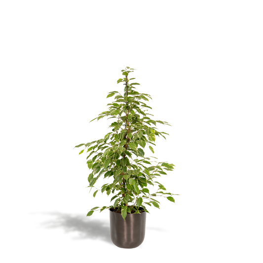 Ficus benjamina Goldenking – Pflegeleichter Blickfang Ø21cm