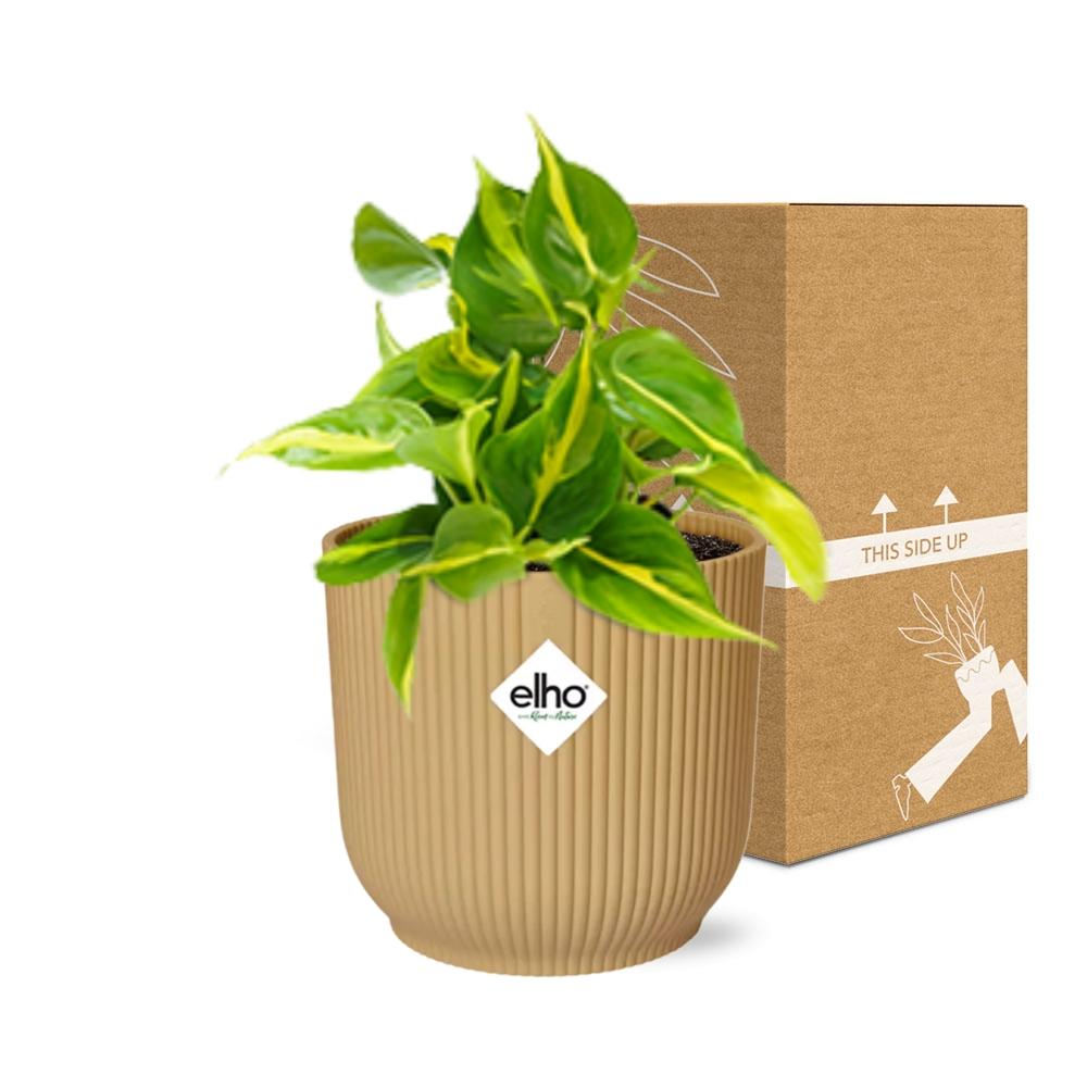 Philodendron Scandens ‘Brasil’ im ELHO Vibes Fold 14cm Gelb