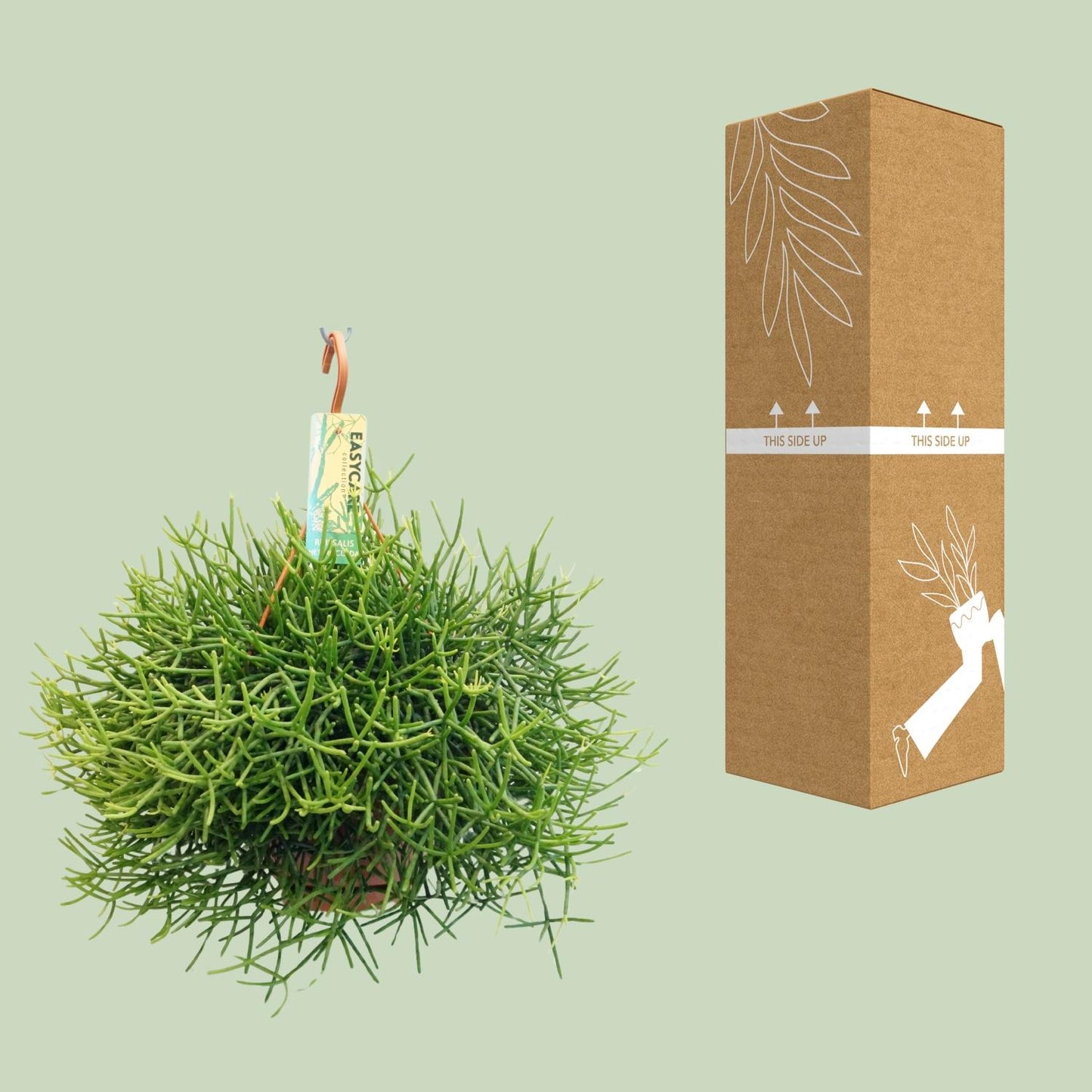Rhipsalis Heteroclada – pflegeleichte Ampelpflanze Ø21 cm