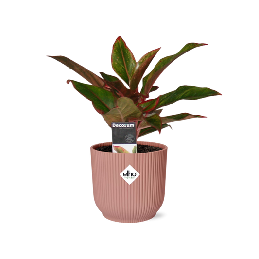 Aglaonema Crete im ELHO Vibes Fold 14cm Topf rosa