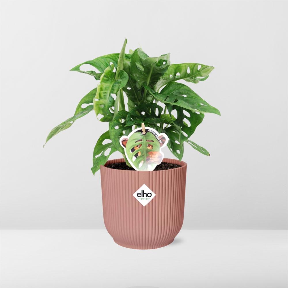 Monstera ‘Monkey Leaf’ im ELHO Vibes Fold 14cm Topf rosa