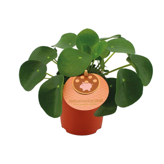 Pilea Peperomioides – Pflegeleichte Zimmerpflanze Ø11cm