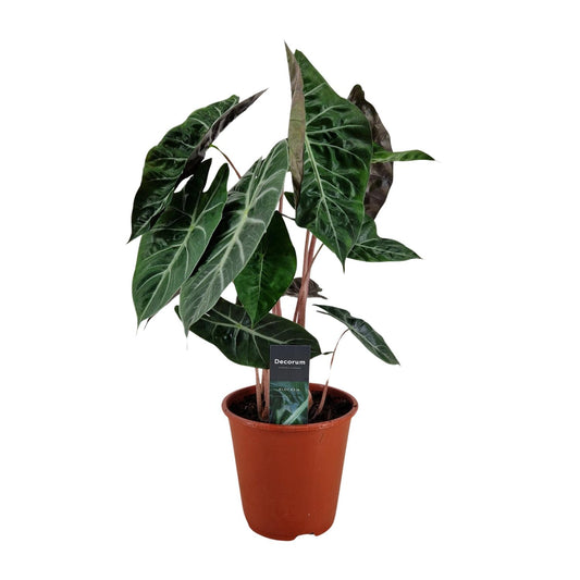 Alocasia Pink Dragon – Pflegeleichte Zimmerpflanze Ø19cm