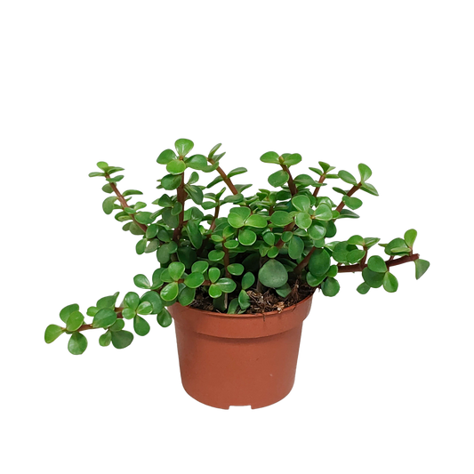 Portulacaria afra – Pflegeleichte Sukkulente ohne Topf