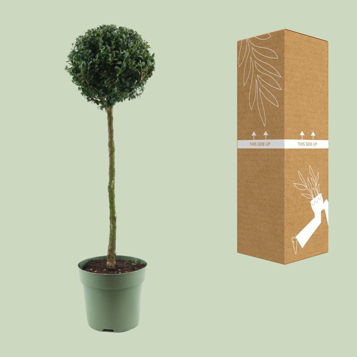 Buxus Semp. Mono-Ball Ø23cm – Eleganter Buchsbaum