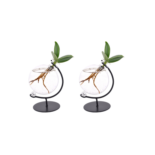 Clusia Hydroponie-Set im Victoria Glas – 2er, Ø5cm, Höhe 10cm