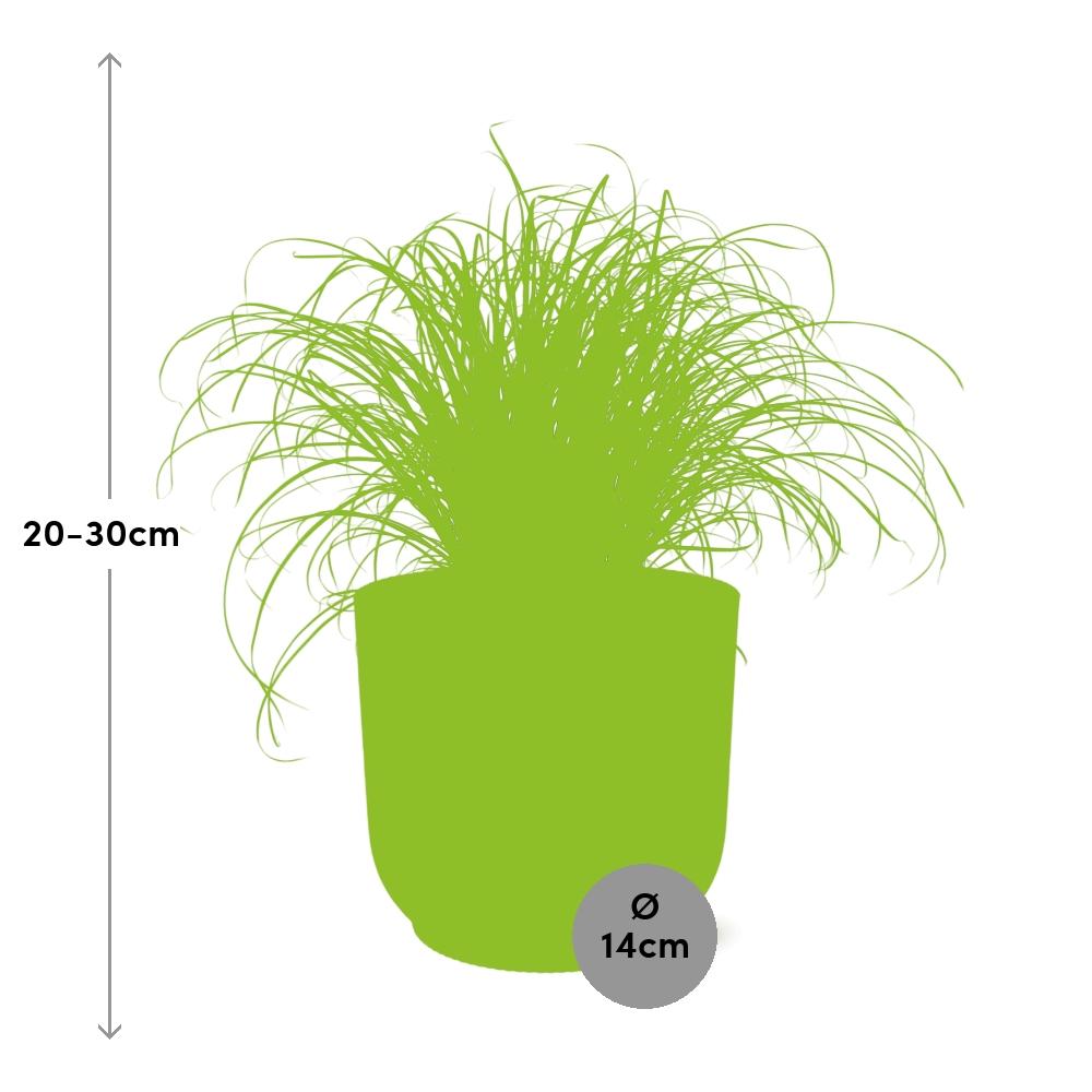 Cyperus alternifolius Zumula – Schirmpflanze in ELHO Vibes Fold 14cm Gelb