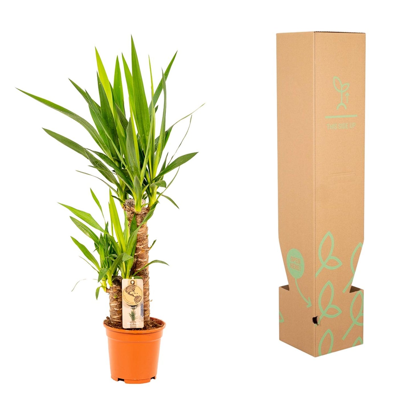 Yucca Palmlilie Ø17cm – Pflegeleichte XXL Zimmerpflanze
