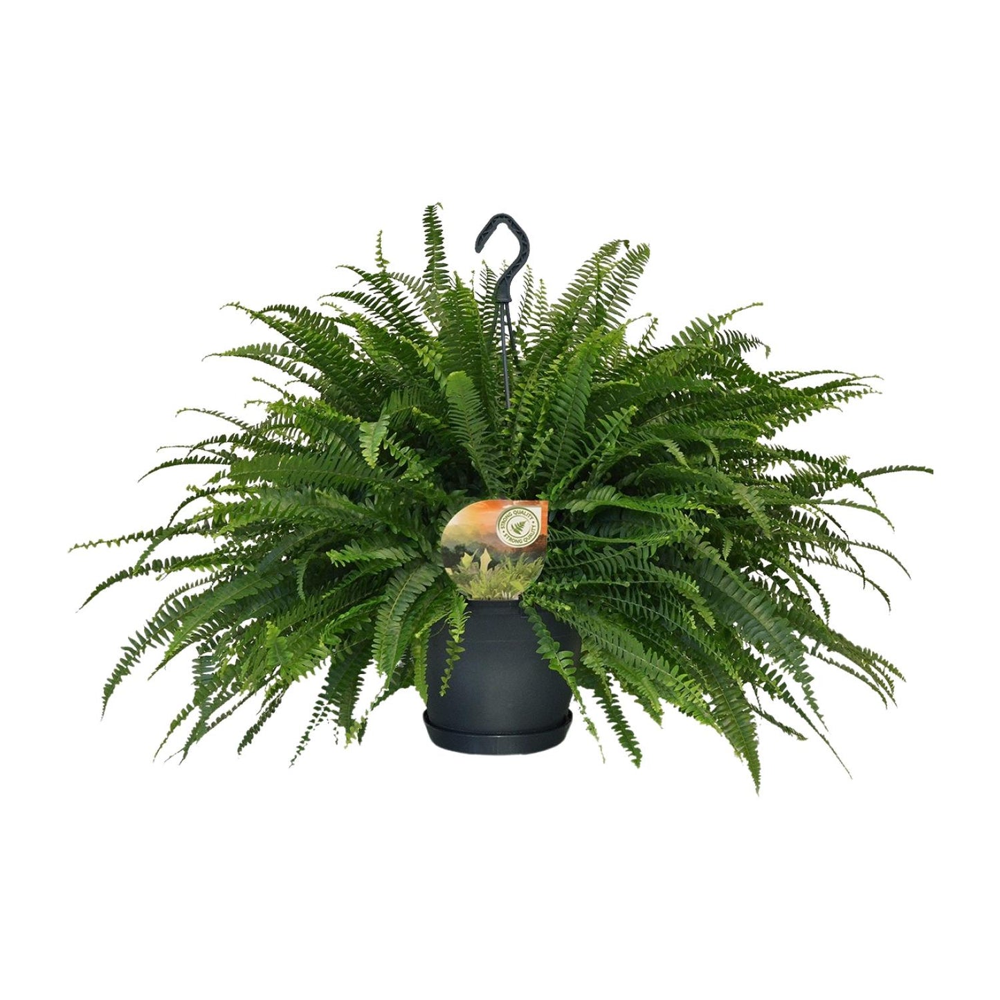 Nephrolepis Green Lady – Boston-Farn Ø20cm, Höhe 60cm