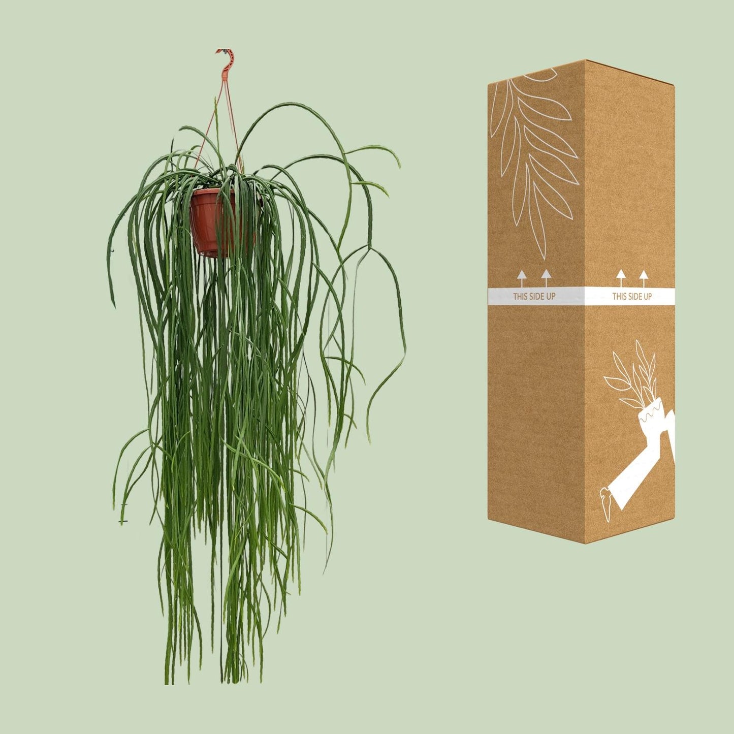 Lepismium Bolivianum – Pflegerleichter Hängekaktus Ø20cm, 70cm hoch