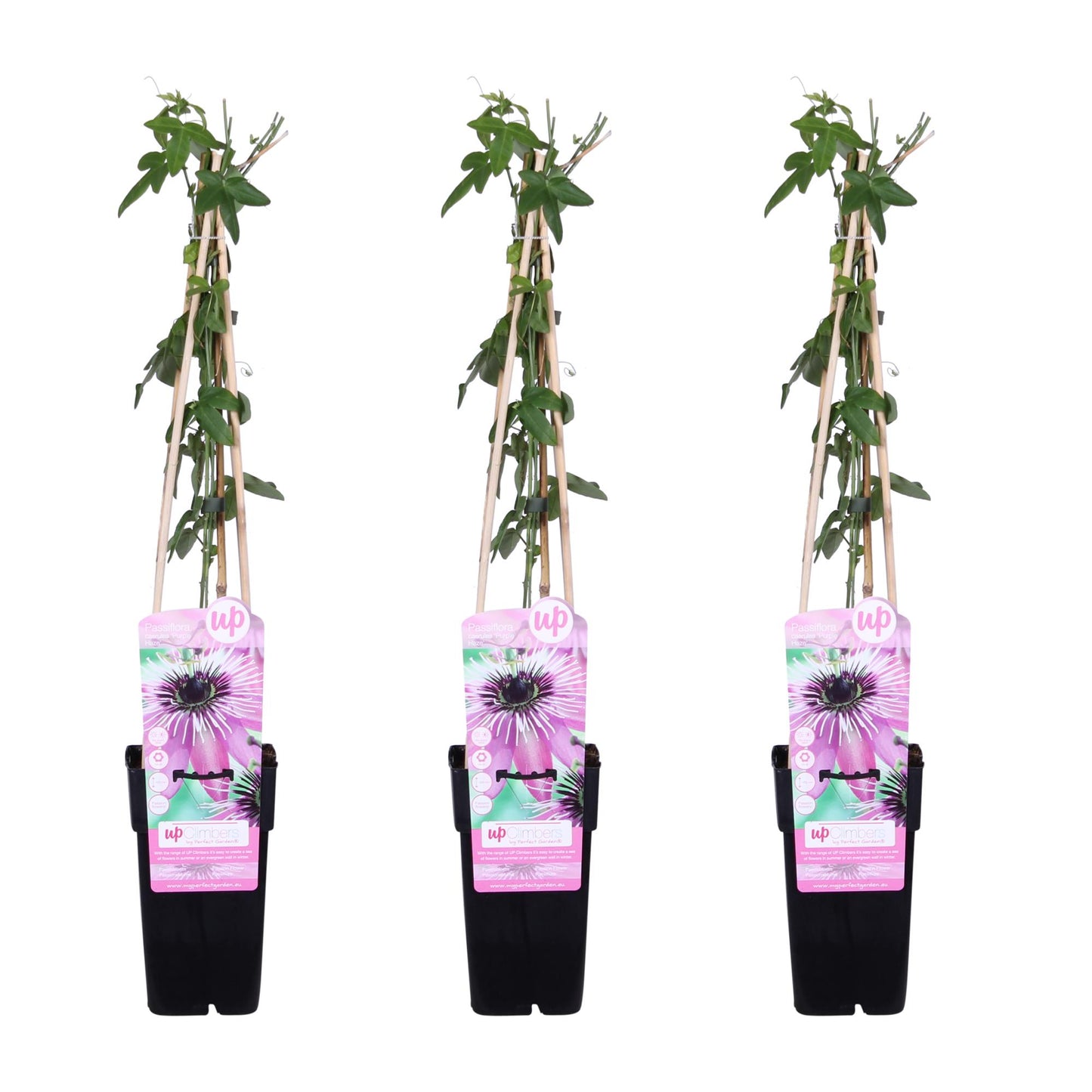 3x Passiflora 'Purple Haze' – Kletterpflanze mit lila Blüten