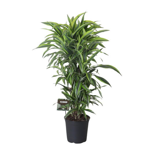 Dracaena Fragrans Lemon Lime Vertakt – pflegeleichter Drachenbaum Ø27cm