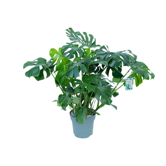 Monstera Deliciosa – Stilvolle & Pflegeleichte Zimmerpflanze Ø30cm