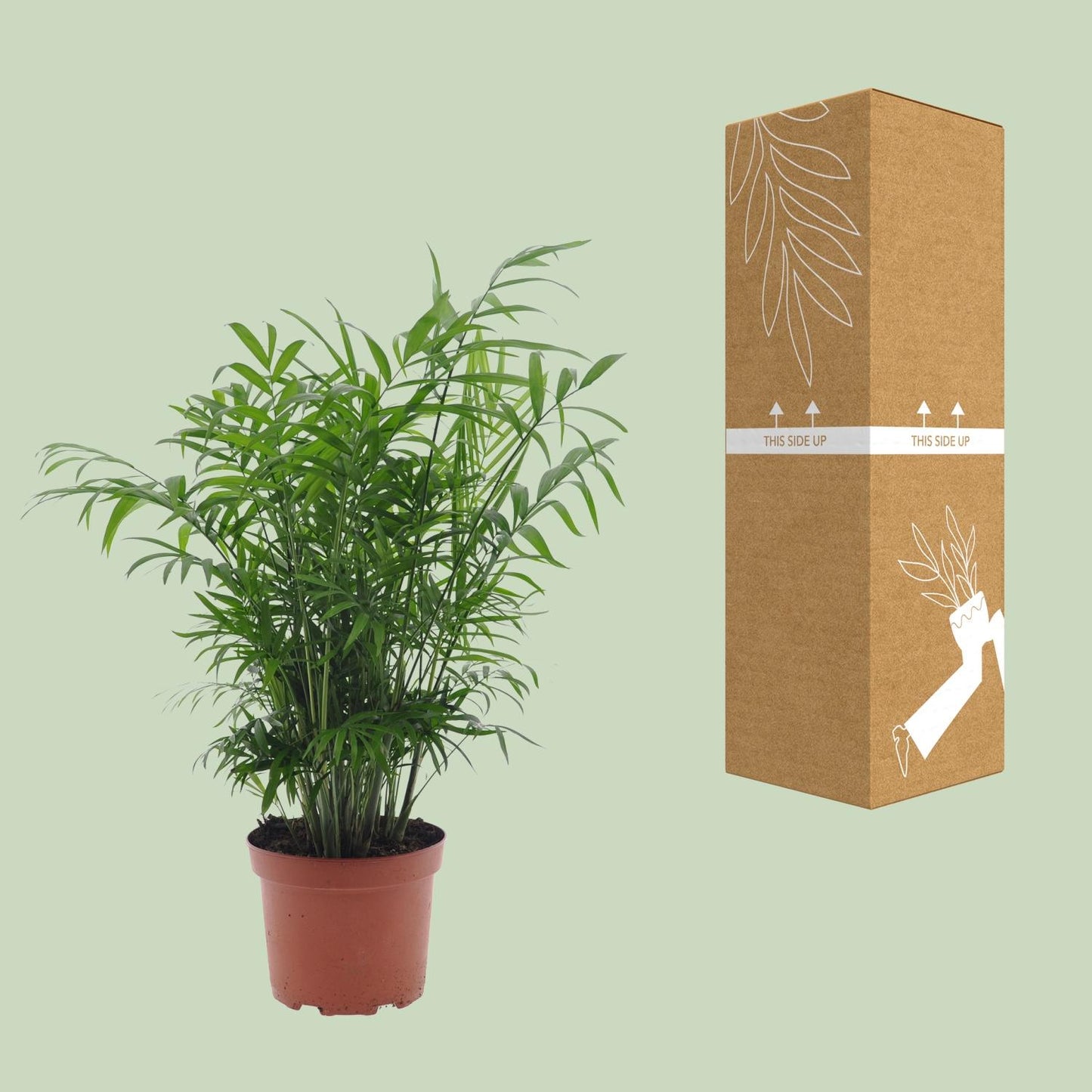Chamaedorea Elegans – Zwergbernpalme Ø17cm, 50cm hoch