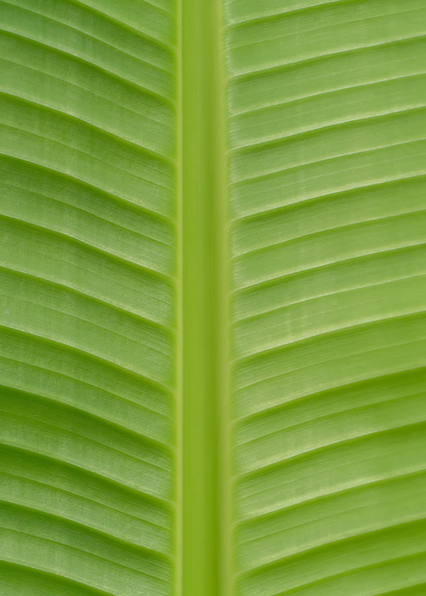 Musa Basjoo – Winterharter Bananenbaum Ø15 cm Topf