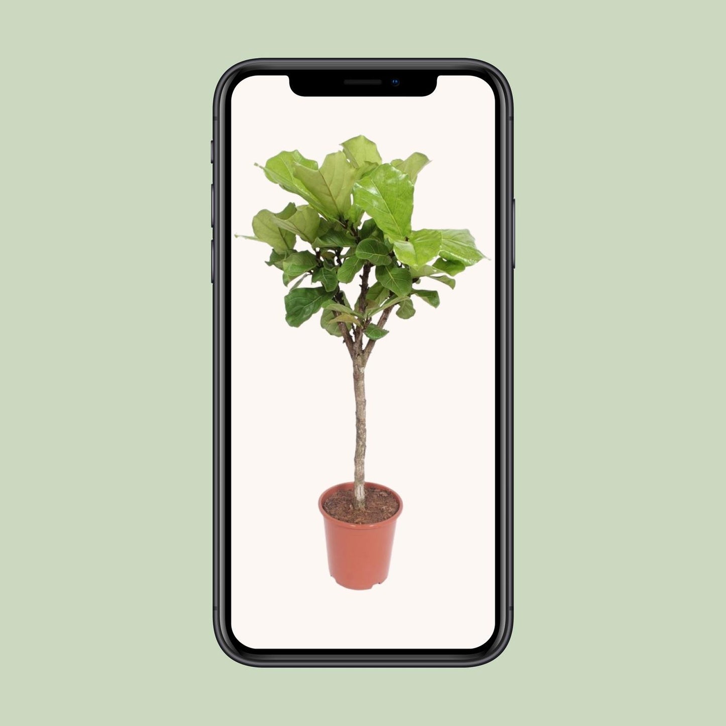 Ficus Lyrata – Eleganter Geigenfeigenbaum Ø27cm, 120cm hoch