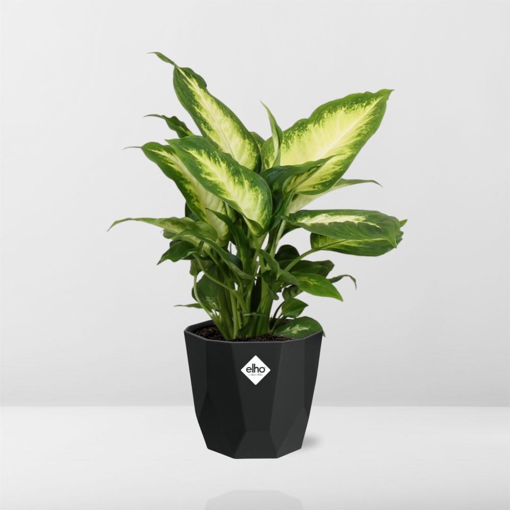 Dieffenbachia ‘Camilla’ – Pflegeleichte Zimmerpflanze im 14cm Topf