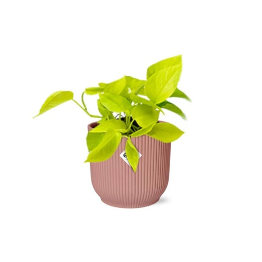 Epipremnum Pinnatum ‘Golden Pothos’ in ELHO Vibes Fold 14cm rosa