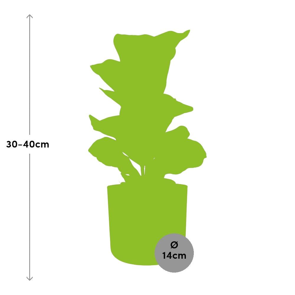 Ficus Lyrata ‘Bambino’ – Pflegeleichter Zimmerbaum im ELHO Topf