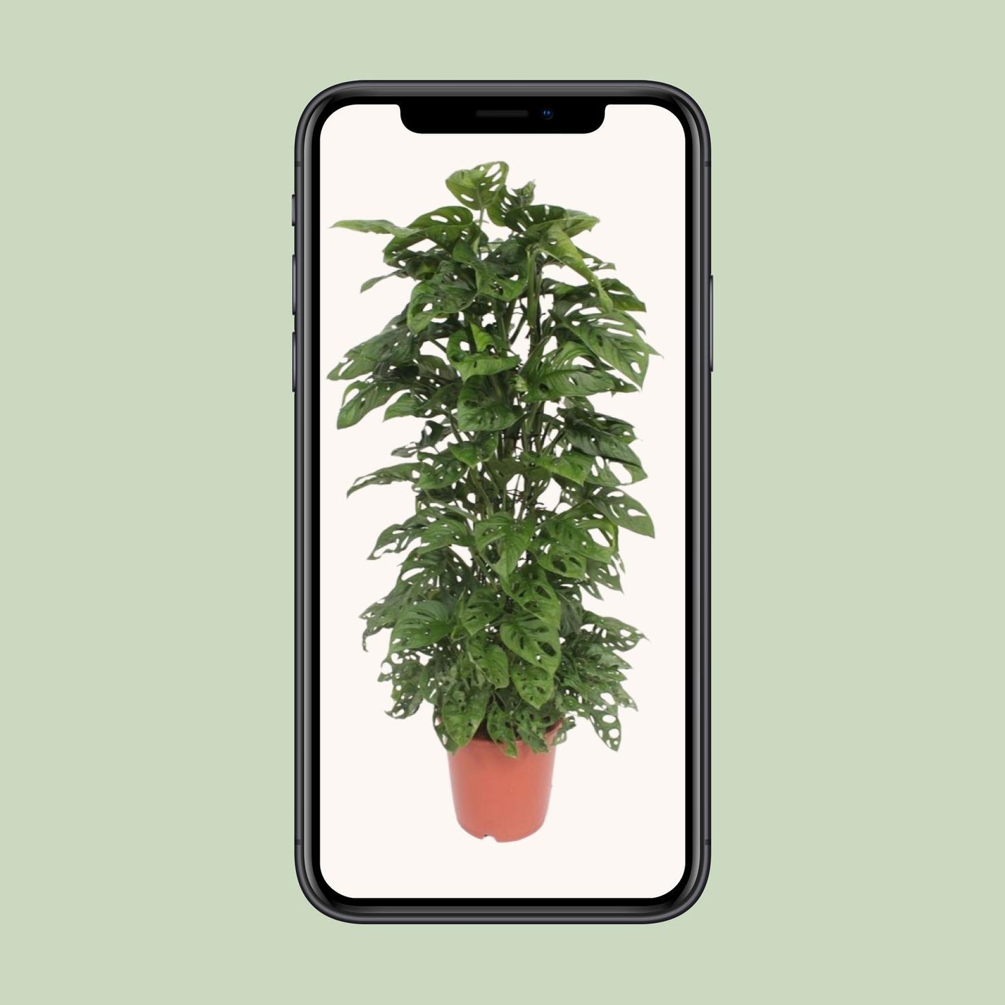 Monstera Monkey Leaf - Ø24cm Topf, ca. 120cm hoch