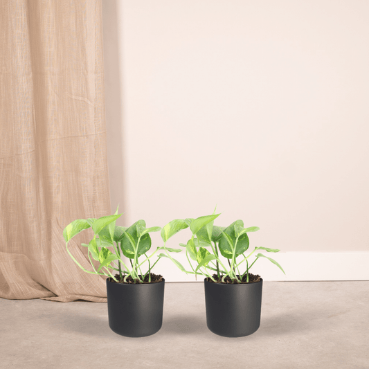2x Epipremnum Aureum – pflegeleichter Scindapsus 20cm