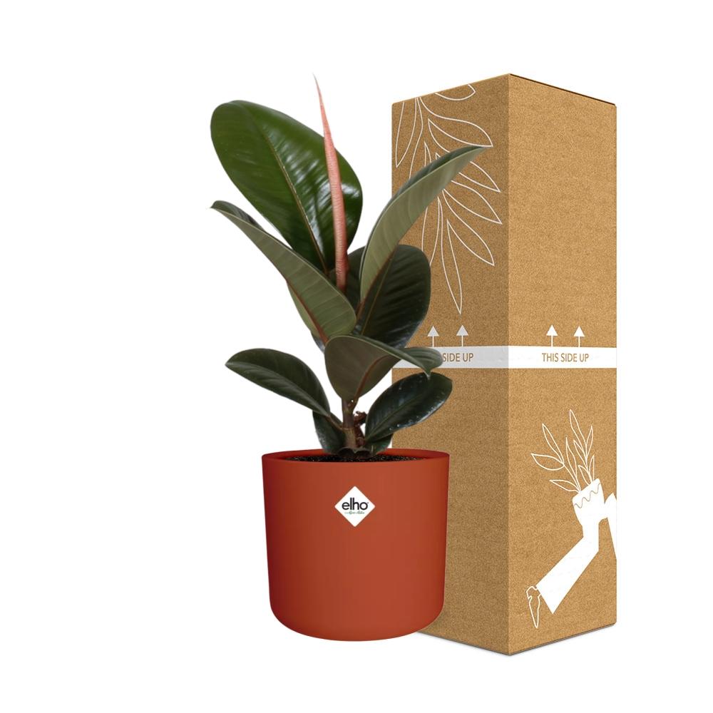 Ficus Elastica ‘Robusta’ – pflegeleichte XXL Zimmerpflanze