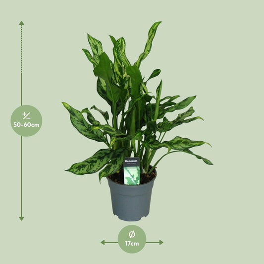 Aglaonema Miss Julliette – Pflegeleichte Zimmerpflanze Ø17cm