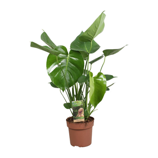 Monstera Deliciosa – Pflegeleichte Fensterblatt-Pflanze Ø17cm