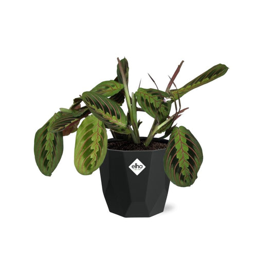 Maranta Leuconeura ‘Fascinator’ Tricolor – Pflegeleichte Gebetspflanze in 14cm Topf