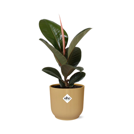 Ficus Elastica ‘Robusta’ – Pflegeleichte Zimmerpflanze im ELHO Vibes Fold 14cm Gelb
