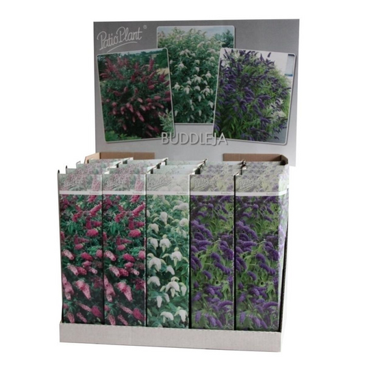 20x Buddleja Davidii Mix – Bunter Vlinderstruik