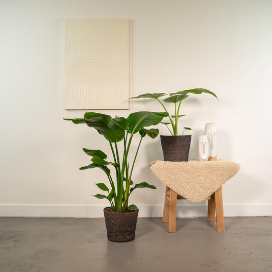 Strelitzia Nicolai & Alocasia Macrorrhiza - XXL Zimmerpflanzen Set